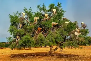 Goats in argan trees — Morocco