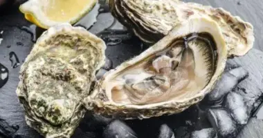 Fresh oysters at Oualidia farm
