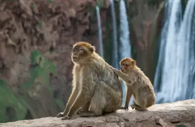 Barbary macaques at Ouzoud Falls